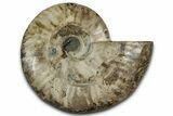 Cut & Polished Ammonite Fossil (Half) - Madagascar #318076-1